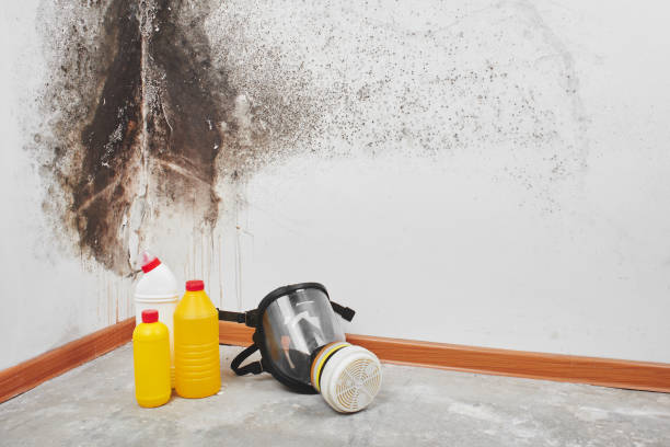 Best Local Mold Removal Service  in Erda, UT