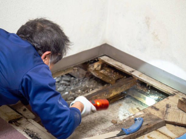 Best Black Mold Removal  in Erda, UT