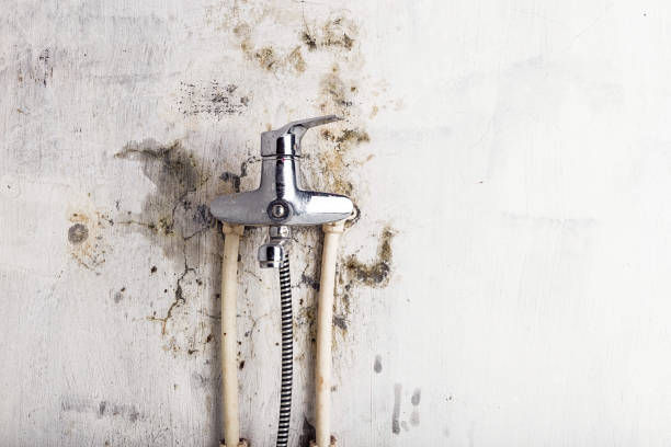 Best Mold Testing  in Erda, UT