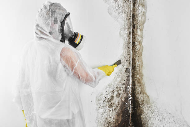 Best Local Mold Removal Service  in Erda, UT