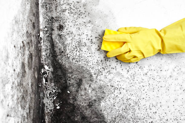 Best Crawl Space Mold Removal  in Erda, UT