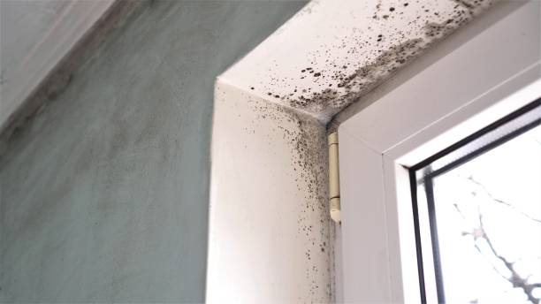 Best Toxic Mold Removal  in Erda, UT