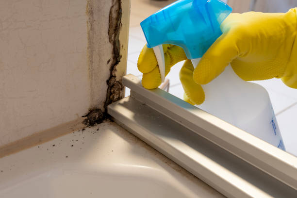 Professional Mold Removal in Erda, UT