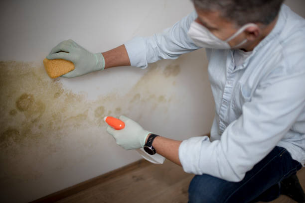 Best Black Mold Removal  in Erda, UT