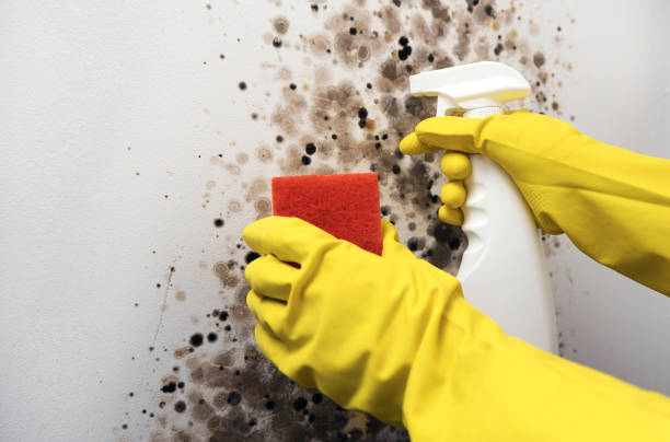 Best Emergency Mold Removal  in Erda, UT