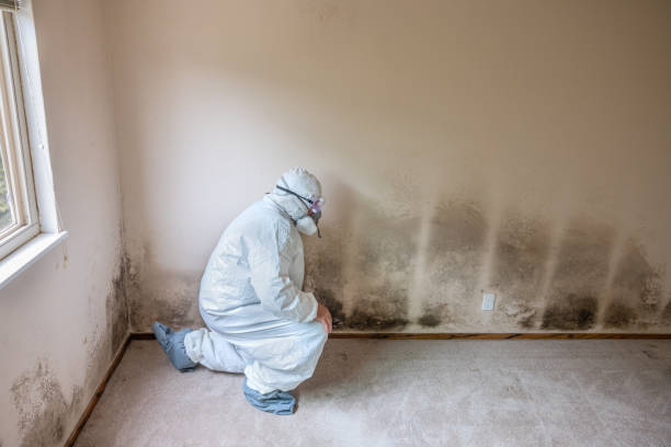 Best Local Mold Removal Service  in Erda, UT