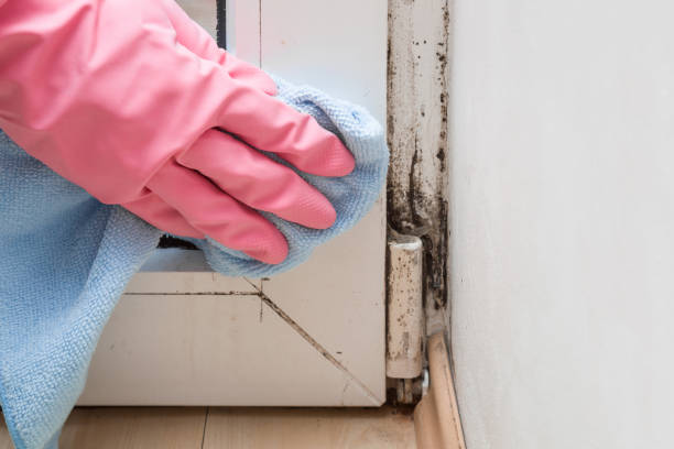 Best Best Mold Removal Companies  in Erda, UT